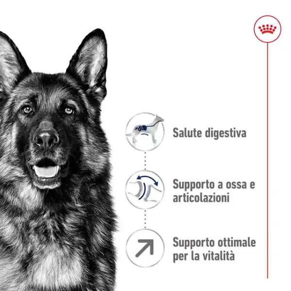 Royal Canin Maxi Adult 5+   bauzaarit.myshopify.com