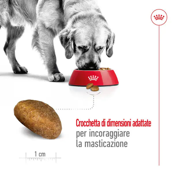 Royal Canin Maxi Dog Adult   bauzaarit.myshopify.com