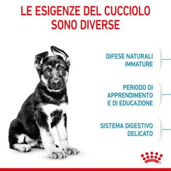 Royal Canin Maxi Puppy   bauzaarit.myshopify.com