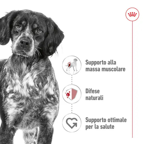 Royal Canin Medium Adult   bauzaarit.myshopify.com