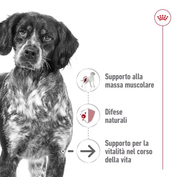 Royal Canin Medium Ageing 10+   bauzaarit.myshopify.com