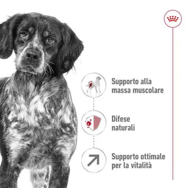 Royal Canin Medium Ageing 7+   bauzaarit.myshopify.com