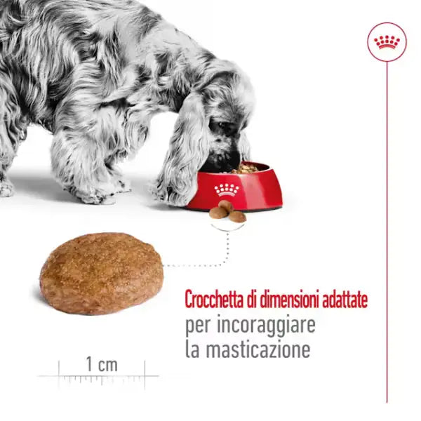 Royal Canin Medium Ageing 7+   bauzaarit.myshopify.com