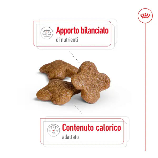 Royal Canin Mini Adult 8+   bauzaarit.myshopify.com