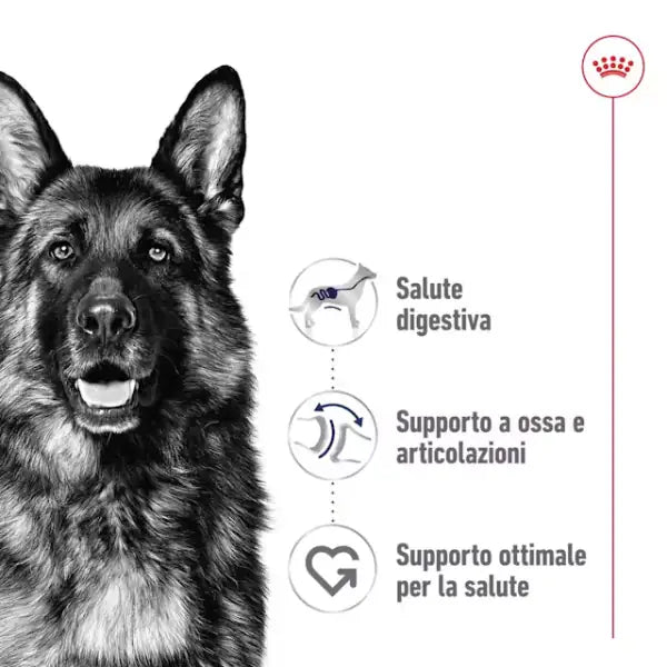 Royal Canin Patè per Cani Adult 410 gr   bauzaarit.myshopify.com