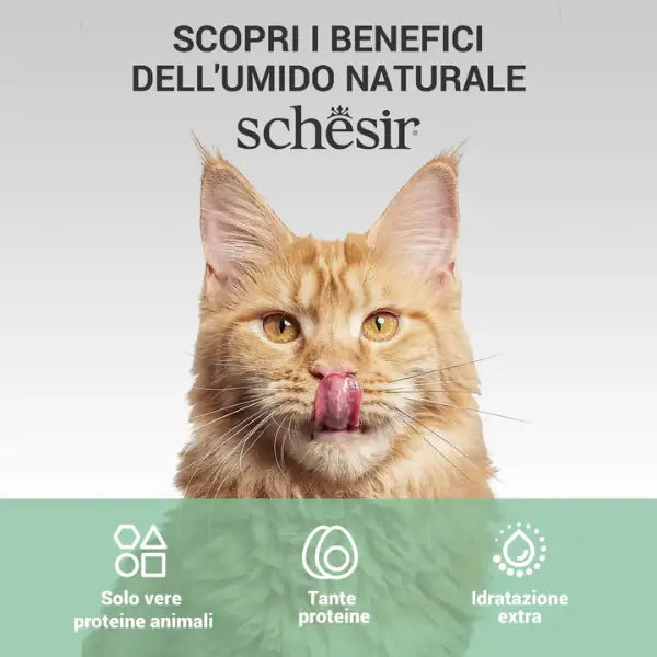 Schesir Cat Adult filetti in brodo alimento complementare in lattina 70 gr   bauzaarit.myshopify.com