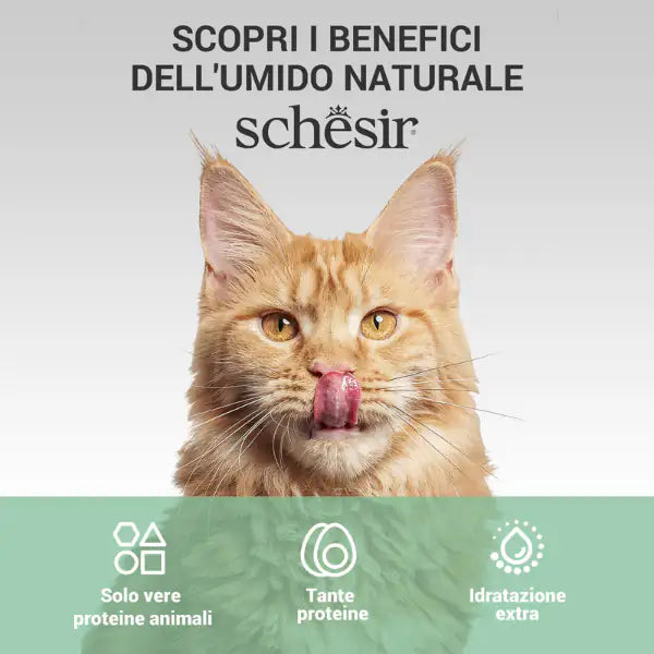 Schesir Cat Soft Adult filetti in gelatina alimento complementare lattina 70 gr   bauzaarit.myshopify.com