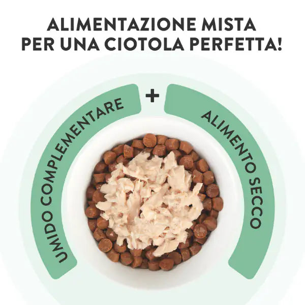 Schesir Cat Soft Adult filetti in gelatina alimento complementare lattina 70 gr   bauzaarit.myshopify.com