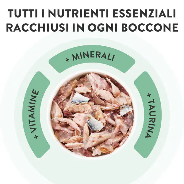 Schesir Cat Soft Adult filetti in gelatina alimento completo lattina Multipack 6x50 gr   bauzaarit.myshopify.com