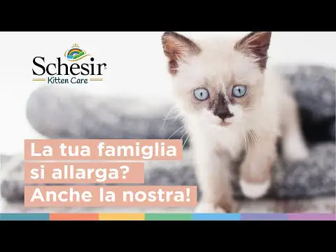 Schesir umido per gatti Kitten Care Crema in busta 150 gr   bauzaarit.myshopify.com