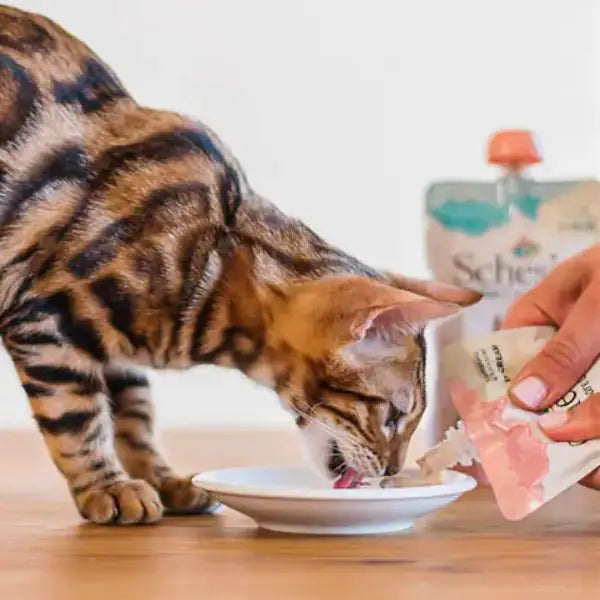 Schesir umido per gatti Kitten Care Crema in busta 150 gr   bauzaarit.myshopify.com