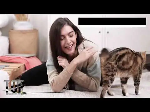 Top Gatto Meat Adult ricco di manzo   bauzaarit.myshopify.com