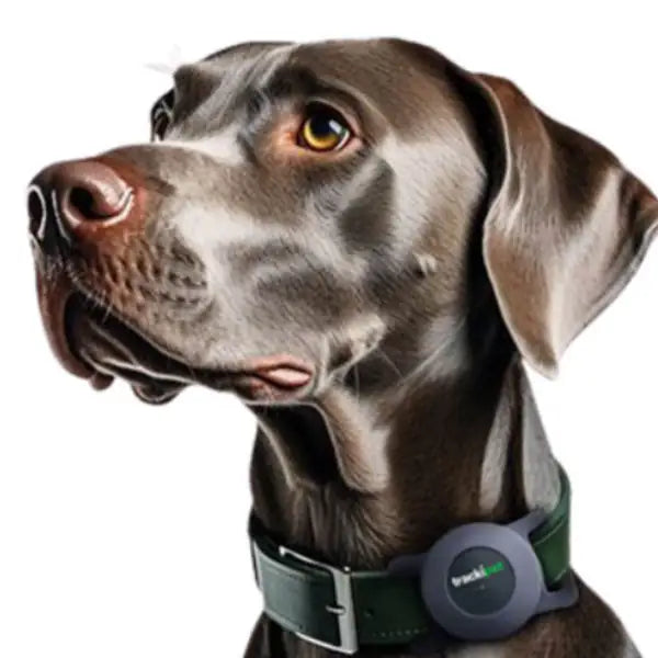 Trackipet Localizzatore satellitare GPS per animali domestici   bauzaarit.myshopify.com