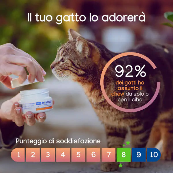 Virbac Movoflex per la salute articolare del gatto   bauzaarit.myshopify.com