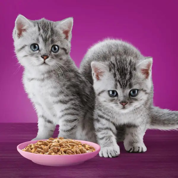 Whiskas Pure Delight Junior ricette in gelatina Multipack 4 pezzi da 85 gr   bauzaarit.myshopify.com