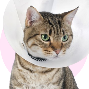 Accessori medicali per gatti