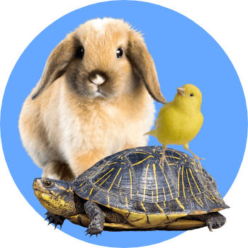 Fuoritutto altri animali