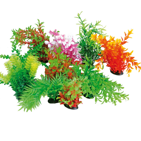 Decorativi Tropical Plan Amtra - 0,22-0,25 m 