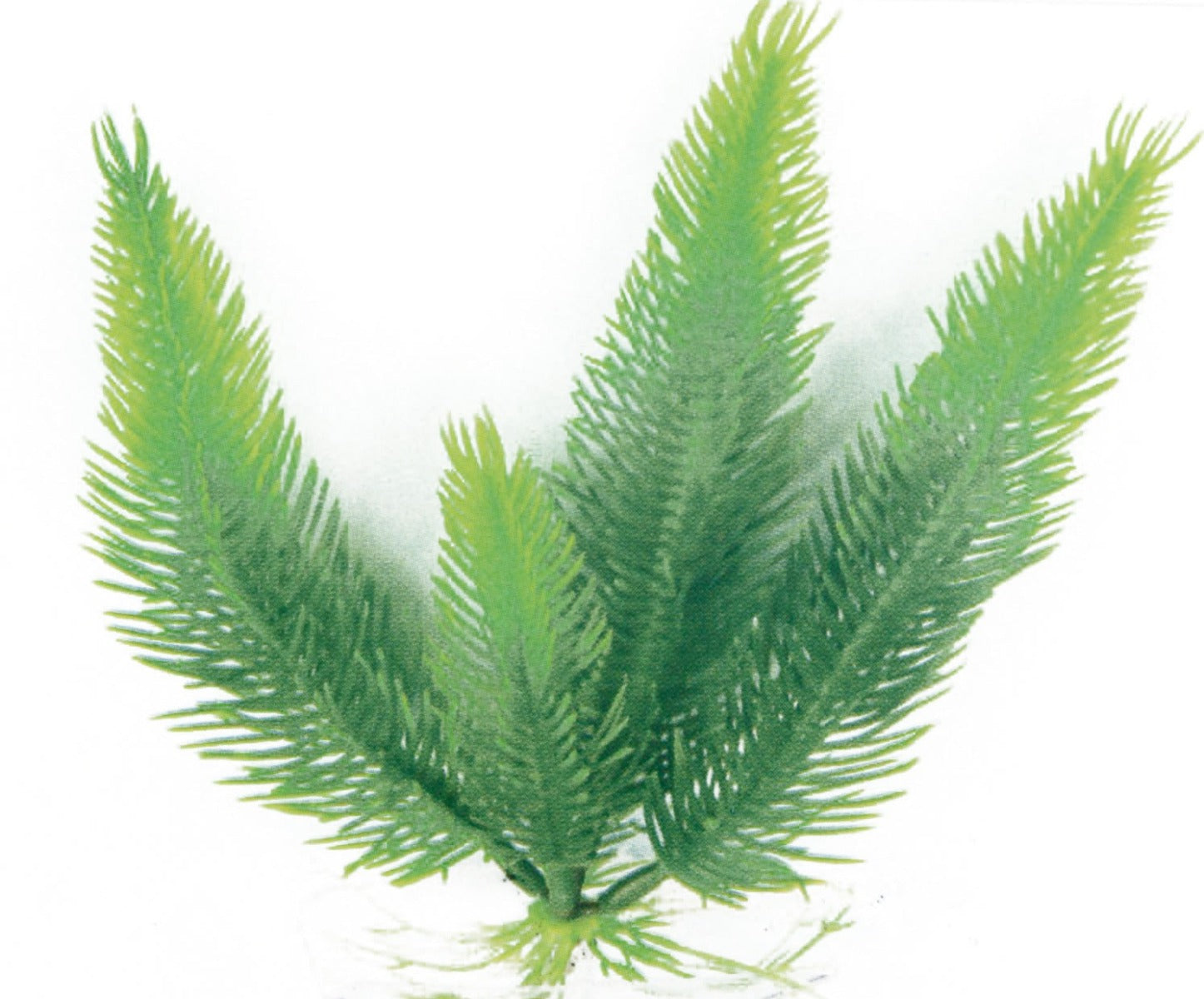 Pianta finta decorativo per Acquario Amtra - Medium - Fern Bottom