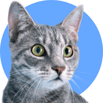 Fuoritutto per gatti