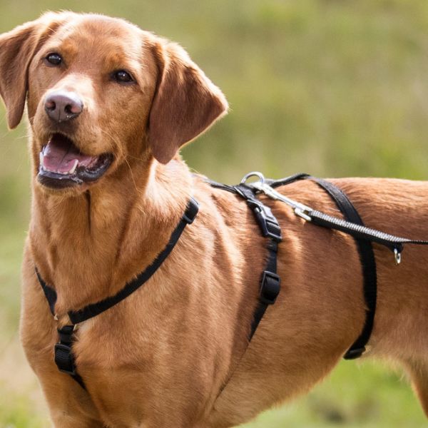 pettorina antipanico stay trixie immagine3