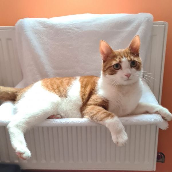 amaca da radiatore per gatto trixie immagine5