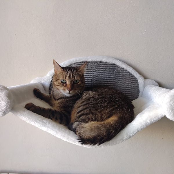 amaca da parete per gatto trixie immagine5