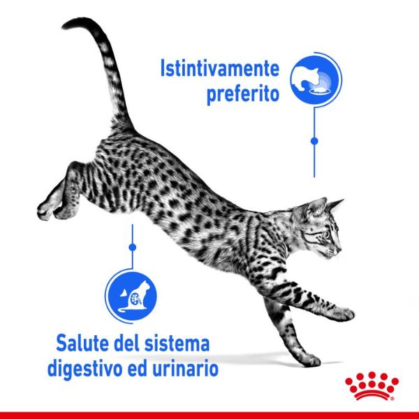 royal canin indoor sterilised 85 gr immagine6