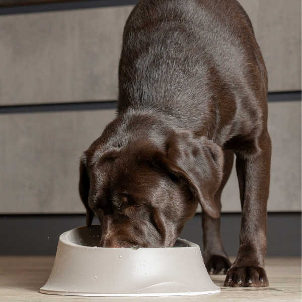 ciotola trendy petup immagine2