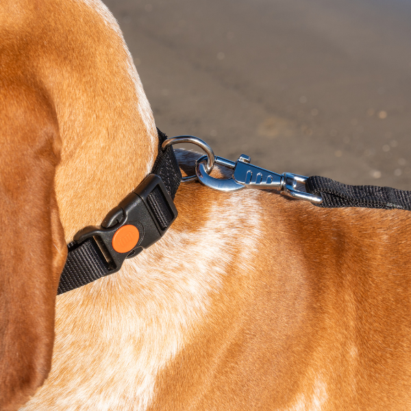 guinzaglio in nylon classic petup immagine8