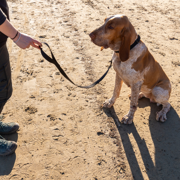 guinzaglio in nylon classic petup immagine7