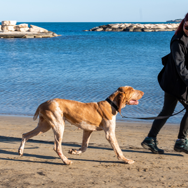 guinzaglio in nylon classic petup immagine5