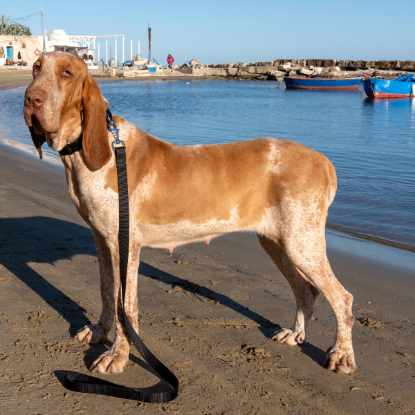 guinzaglio in nylon classic petup immagine4