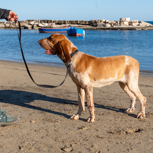 guinzaglio in nylon classic petup immagine6