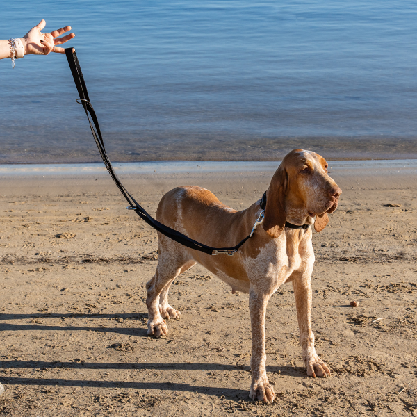 guinzaglio doppio da addestramento in nylon petup immagine4