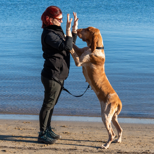 guinzaglio doppio da addestramento in nylon petup immagine5