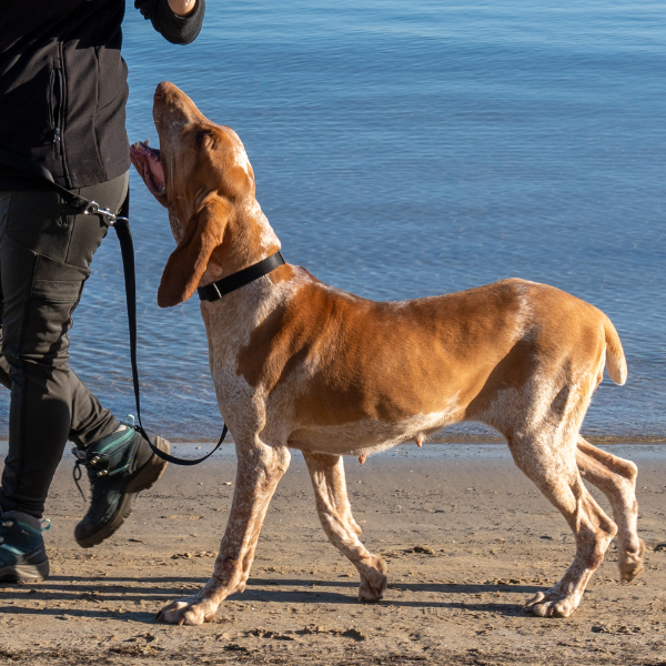 guinzaglio doppio da addestramento in nylon petup immagine9