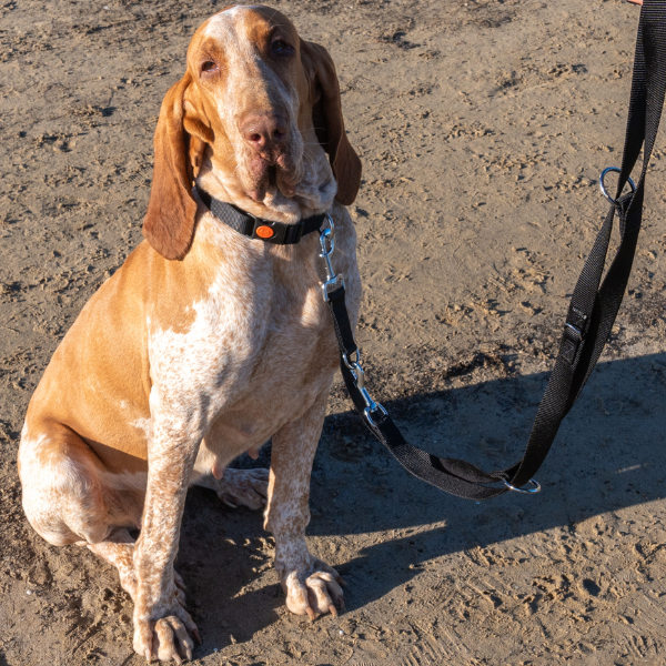 guinzaglio doppio da addestramento in nylon petup immagine7