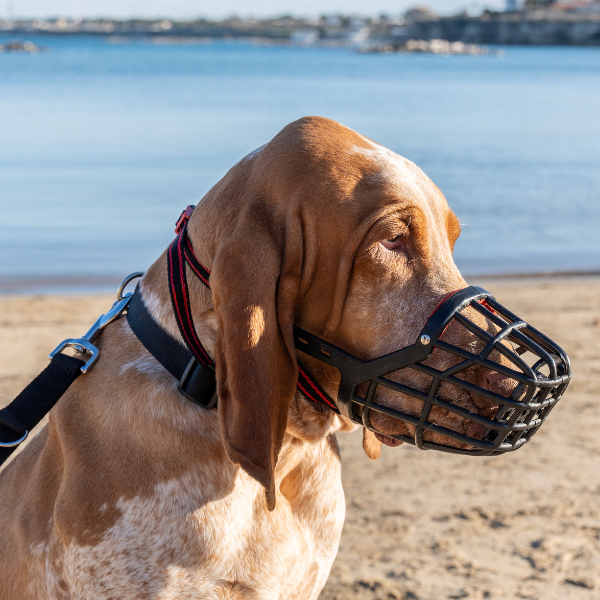 museruola per cani in plastica petup immagine4