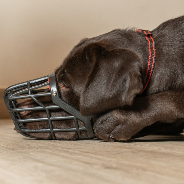 Museruola per cani in plastica PetUp