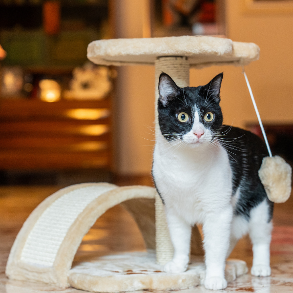 tiragraffi per gatti torino petup immagine7