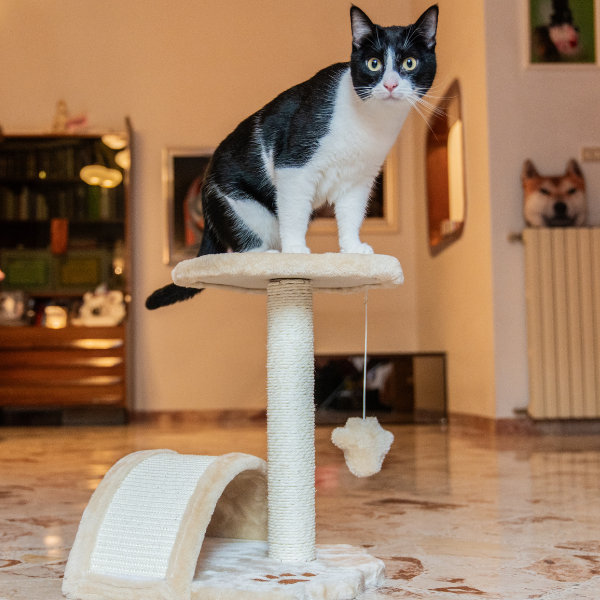 tiragraffi per gatti torino petup immagine6