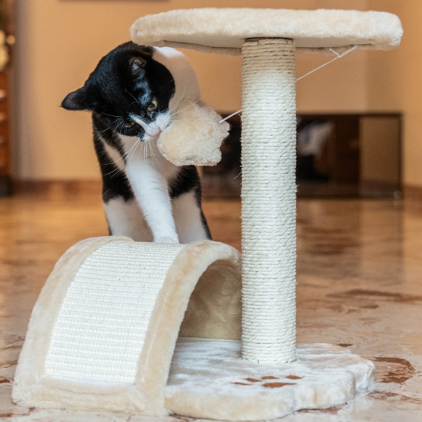 tiragraffi per gatti torino petup immagine5