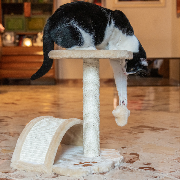 tiragraffi per gatti torino petup immagine9