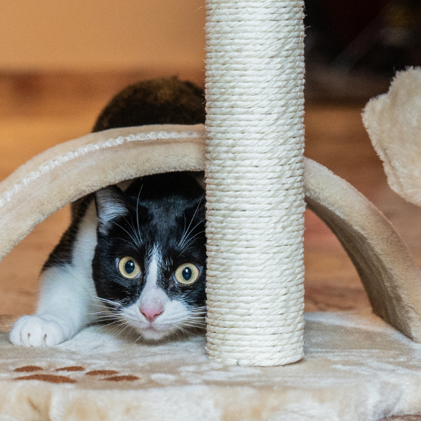 tiragraffi per gatti torino petup immagine8