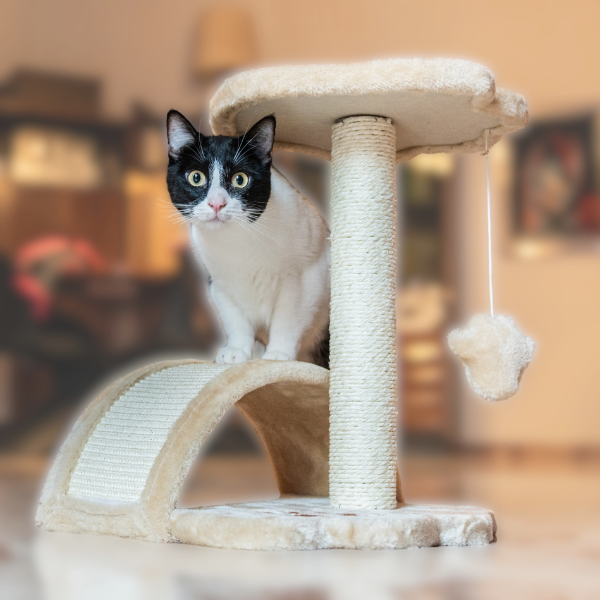 tiragraffi per gatti torino petup immagine2