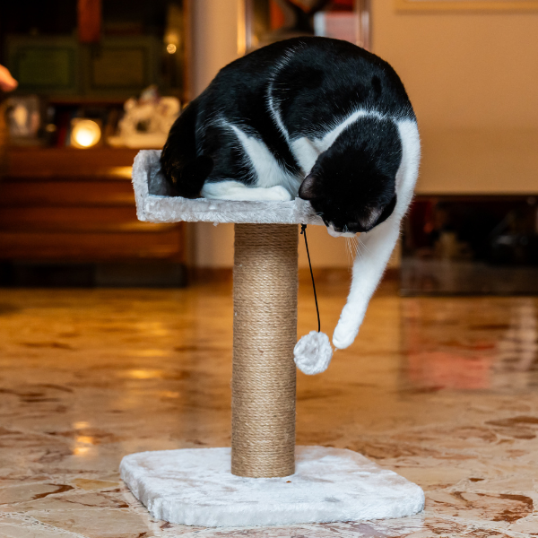 tiragraffi per gatti madrid petup immagine5