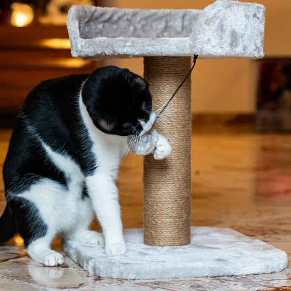 tiragraffi per gatti madrid petup immagine8