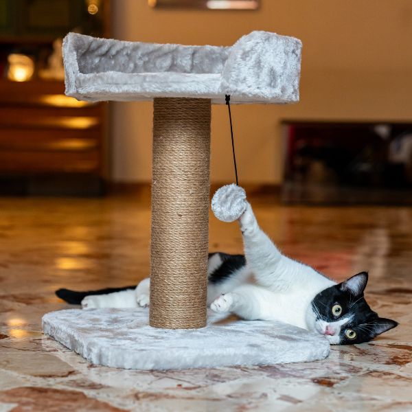 tiragraffi per gatti madrid petup immagine7