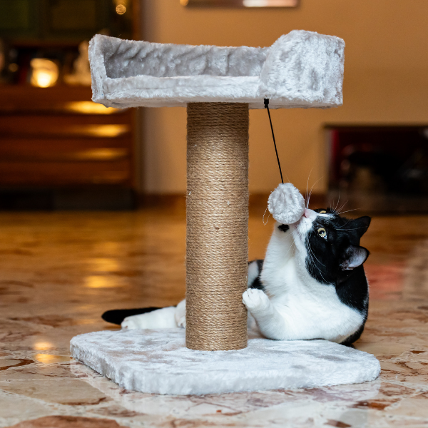 tiragraffi per gatti madrid petup immagine6